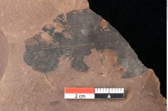 Foto (Detailsansicht) von Quercus palaeoilex Ettingshausen (NHMW-GEO-2024-0188-0883)